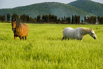 Casa de fazenda com estábulos