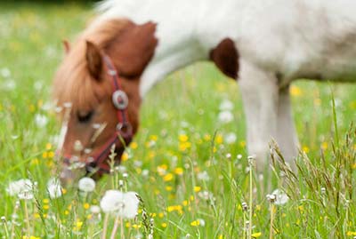 Férias na Itália em Fazendas Educacionais